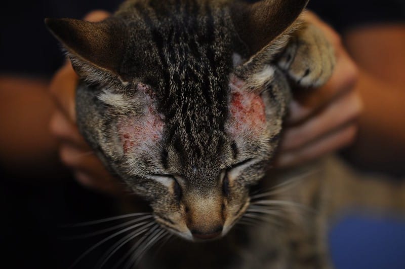 Traitement des Dermatites Allergiques du Chat : Mise à Jour – ADVETIA